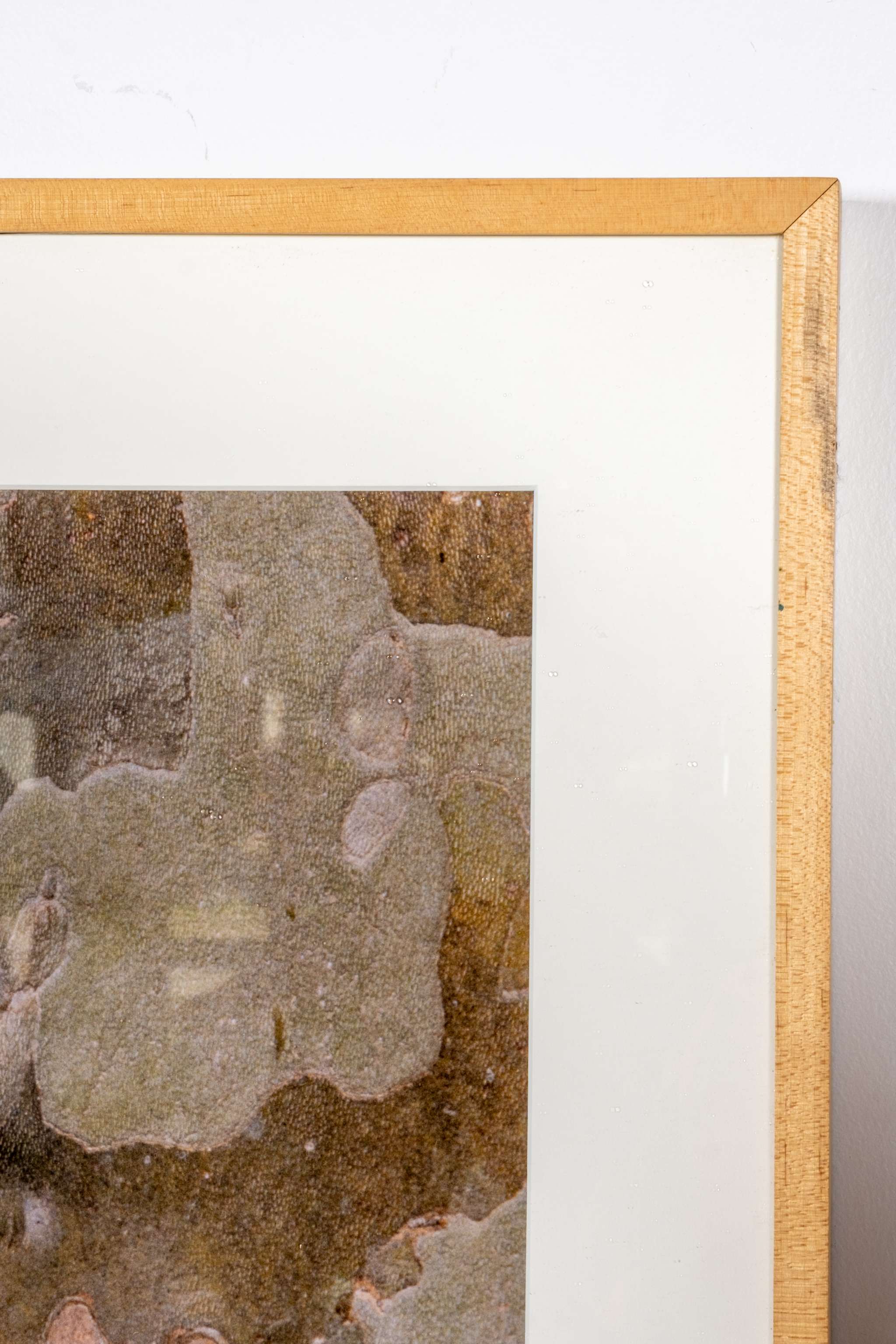 "Bark of Plane Tree I, Provence, France" (1994)