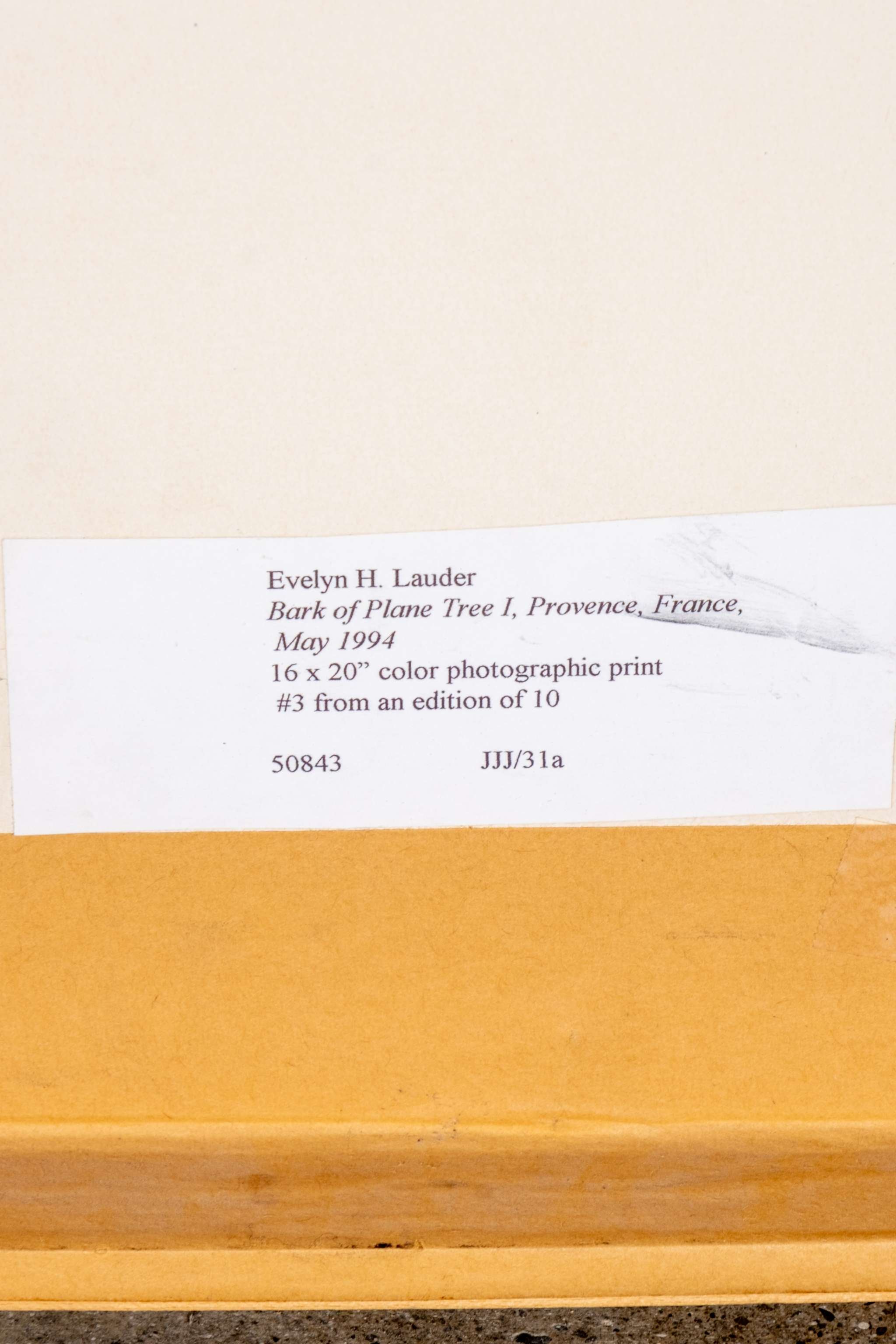"Bark of Plane Tree I, Provence, France" (1994)