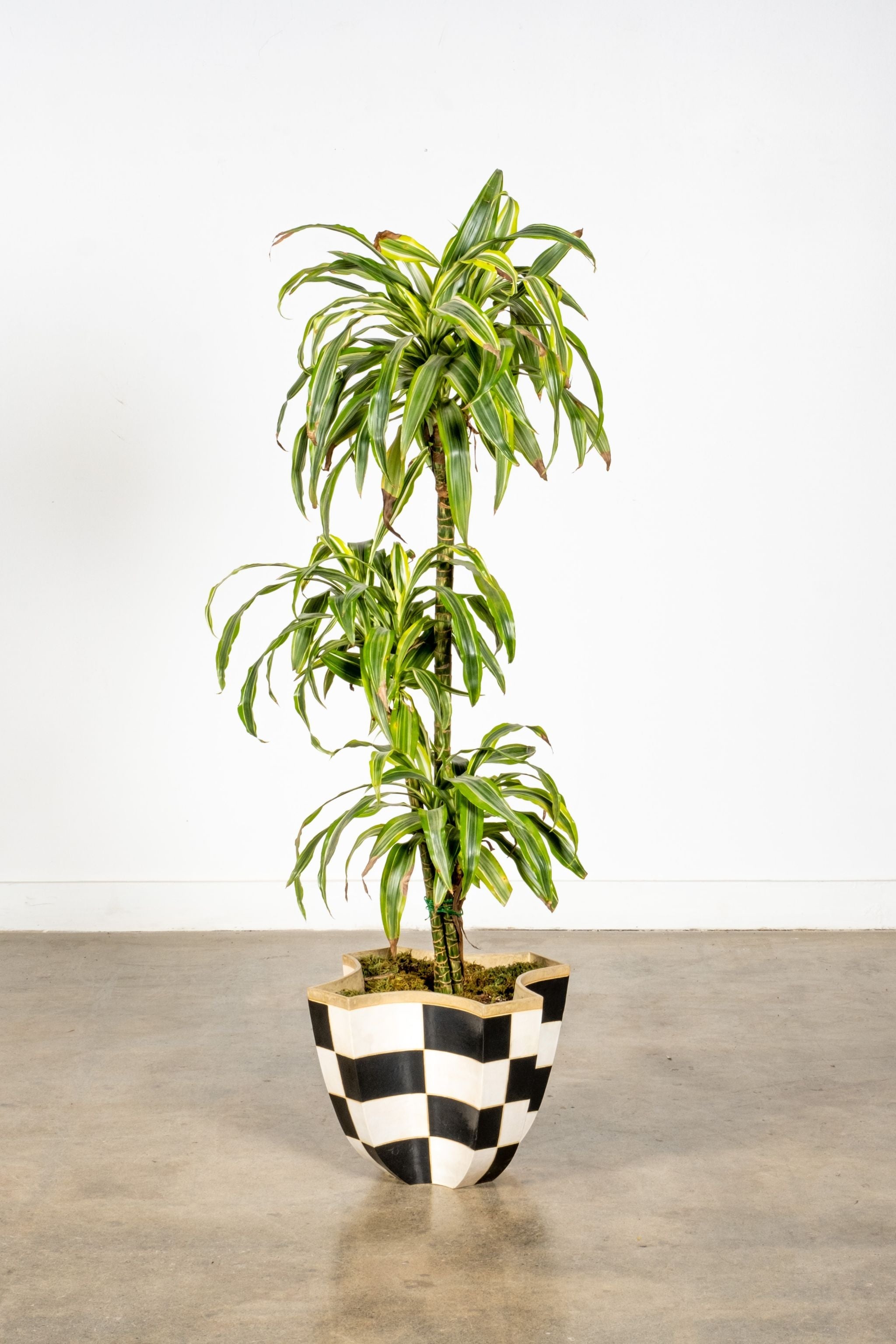 Black + White Checker Planter