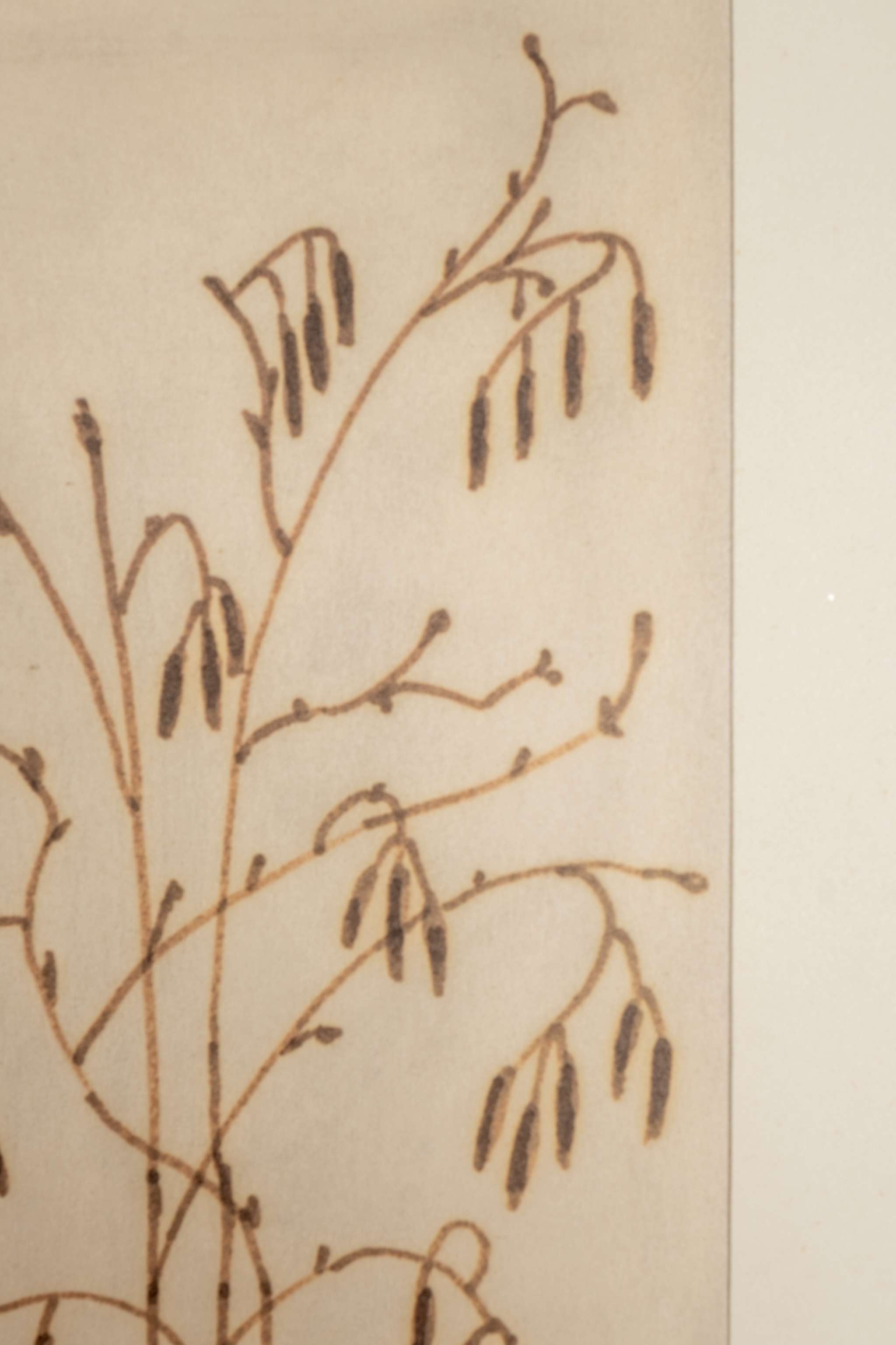 Branch Sketch, Framed